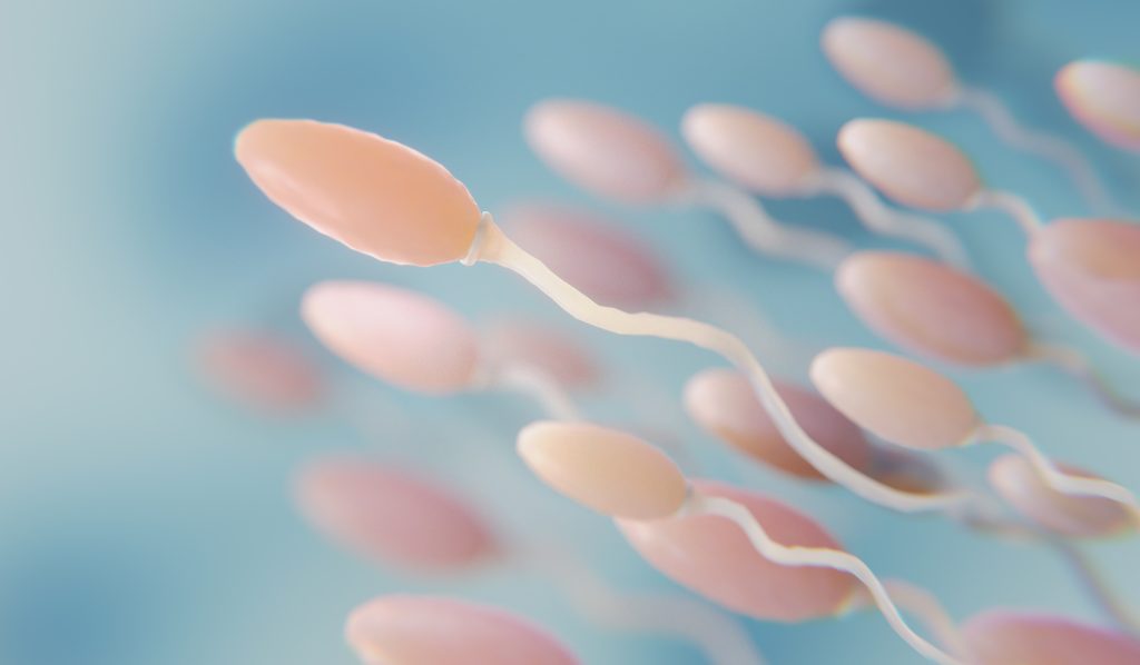what happens to sperm after vasectomy
